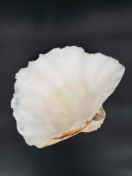 Coquillage bénitier tridacne géant de taille moyenne