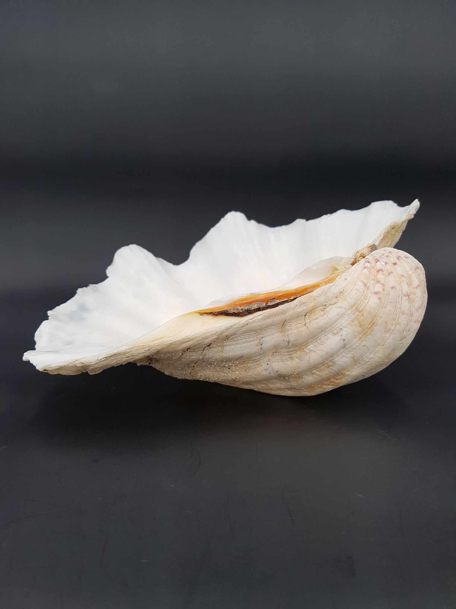 Coquillage bénitier tridacne géant de taille moyenne