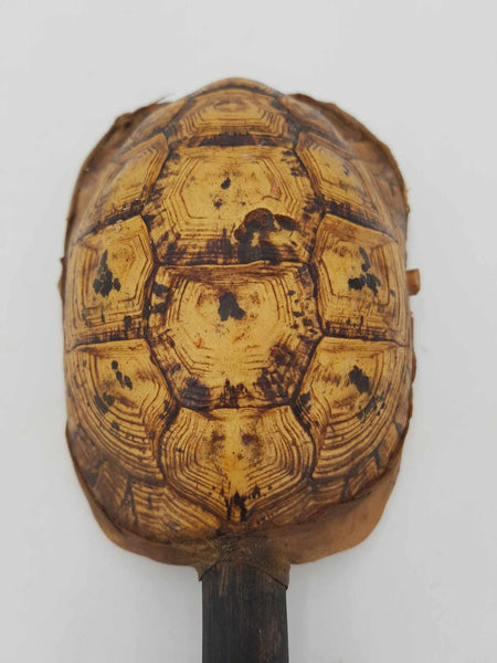 Ancien instrument de musique Africain en véritable carapace de tortue