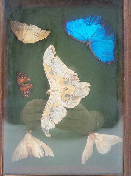 Papillons naturalisés dans un encadrement en bois sous-verre (Morpho Didius)