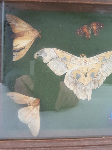 Papillons naturalisés dans un encadrement en bois sous-verre (Morpho Didius)