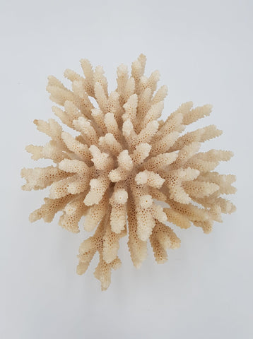 Important buisson de Corail blanc