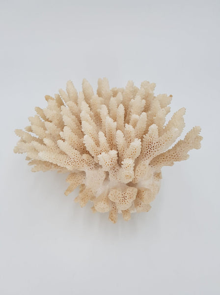 Important buisson de Corail blanc