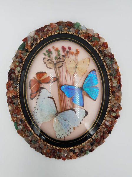 Cadre vintage avec différents papillons naturalisés et minéraux