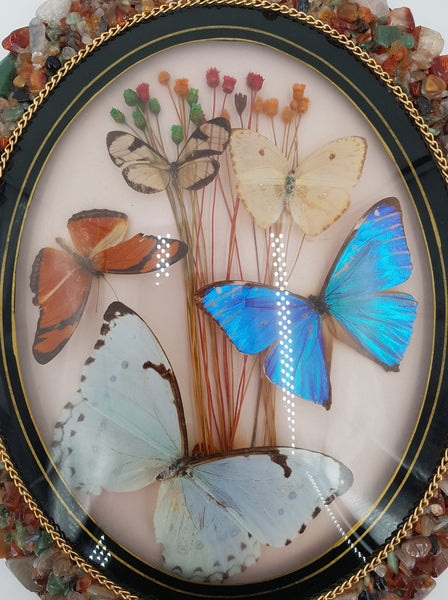 Cadre vintage avec différents papillons naturalisés et minéraux