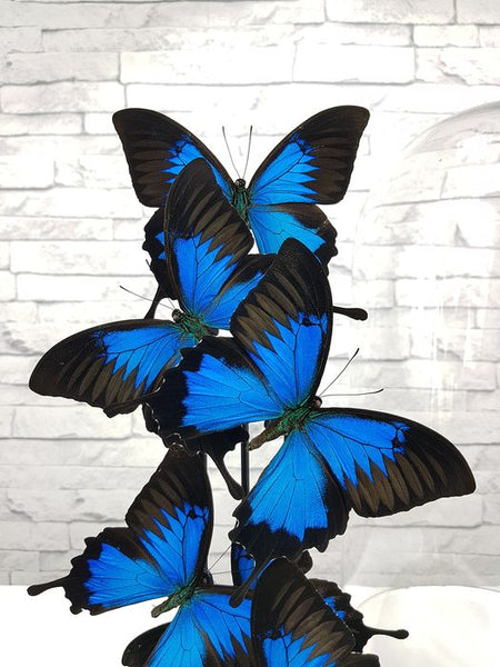 Grand dôme en verre avec 6 papillons naturalisés Ulysse Empereur Bleu