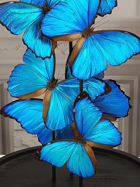 Grand dôme en verre avec papillons naturalisés de qualité