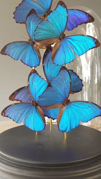 Grand dôme avec papillons Morpho naturalisés de qualité