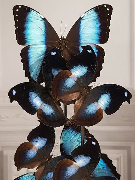 Grand dôme en verre avec papillons naturalisés de qualité