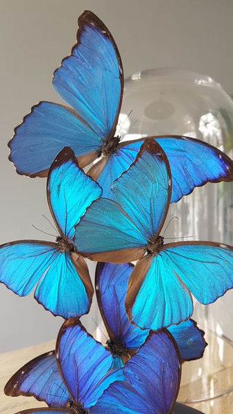Grand dôme avec papillons Morpho naturalisés de qualité