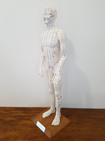 Mannequin d'acupuncture - Matériel pédagogique officiel Allemand