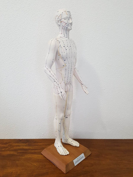 Mannequin d'acupuncture - Matériel pédagogique officiel Allemand