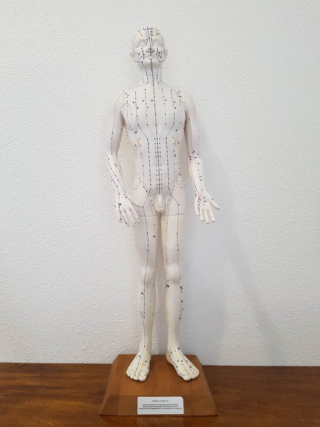 Mannequin d'acupuncture - Matériel pédagogique officiel Allemand