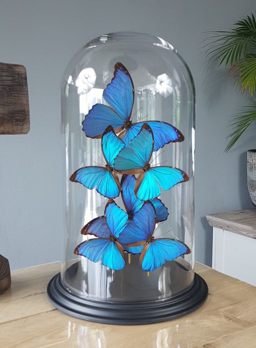 Grand dôme avec papillons Morpho naturalisés de qualité