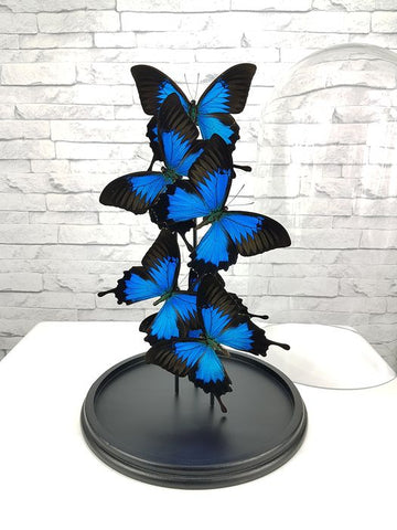 Grand dôme en verre avec 6 papillons naturalisés Ulysse Empereur Bleu