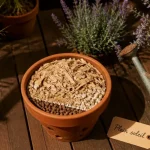 Plante soleil en pot pour plein soleil sur balcon